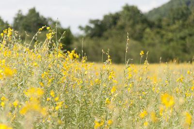 Close-up of yellow flowers blooming in field