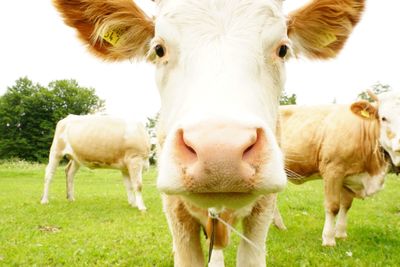 Sheep grazing on grassy field