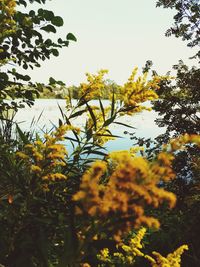 Yellow flowering plants against sky during sunset