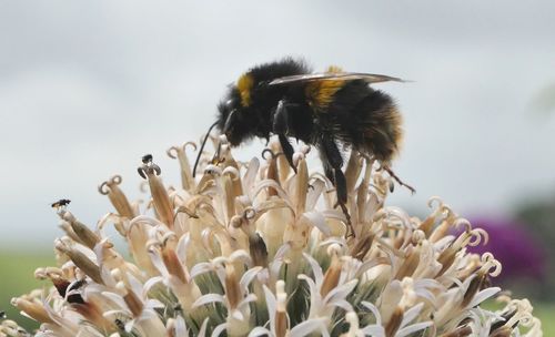 Close-up of bee on flower