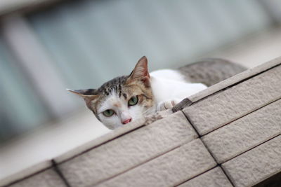 Portrait of cat relaxing on floor