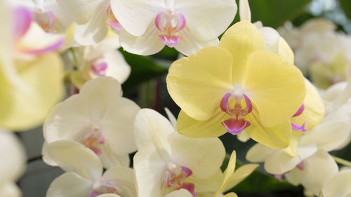 Close-up of yellow flowers blooming outdoors