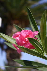 Close-up of pink flowers