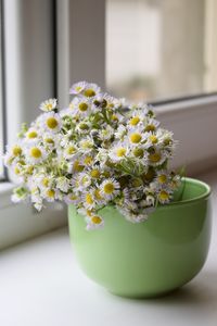 Field daisies with a yellow core and white petals close-up