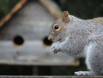 Close-up of squirrel side view