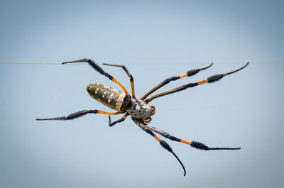 Close-up of spider on web against white background