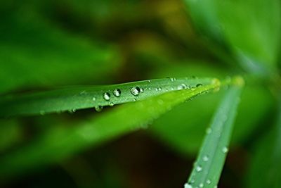 Close-up of grass