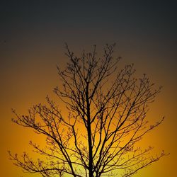 Low angle view of silhouette bare tree against clear sky