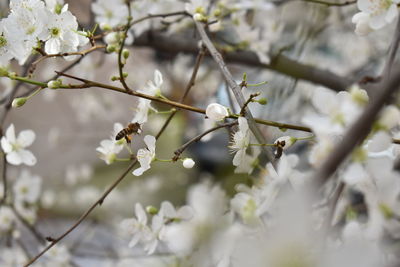 Close-up of cherry blossom on tree