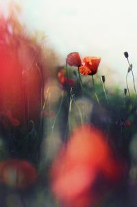 Close-up of poppy flowers against blurred background