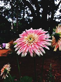 Close-up of pink daisy flower