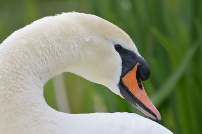 Close-up of swan