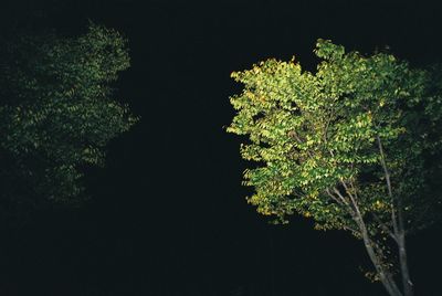 Low angle view of tree against sky