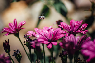 Close-up of insect pollinating flowers