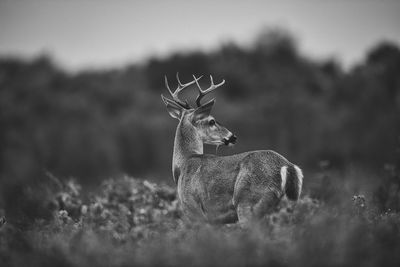 View of deer on field