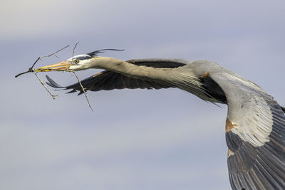 Low angle view of great blue heron flying against sky. nesting material in bill