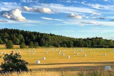 Scenic view of field against sky