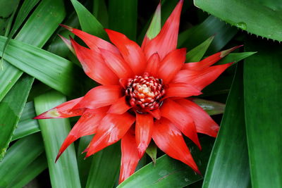Close-up of red flower