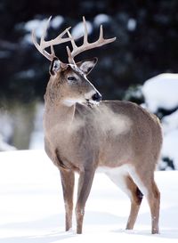 Close-up of deer standing on snow