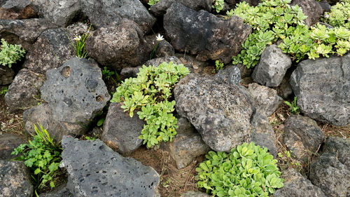 High angle view of cactus plants