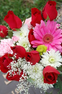 Close-up of red flower