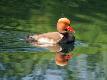 Red-crested pochard - netta rufina on a spring day in the danube river