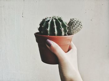Close-up of hand holding cactus against wall