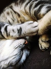 Close-up of cat sleeping on doormat
