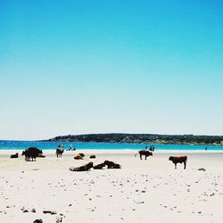 Scenic view of beach against clear blue sky