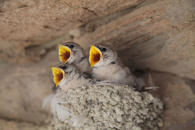 Close-up of birds in nest