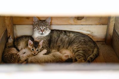 Portrait of cat and its family relaxing in a wood box