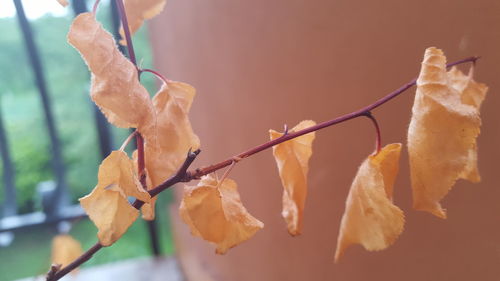 Close-up of plant against blurred background