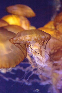 Close-up of jellyfishes swimming in aquarium