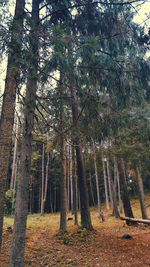 Trees in forest