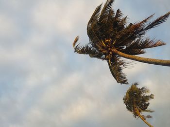 Low angle view of tree against sky