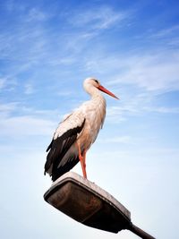 Low angle view of bird perching on roof against sky