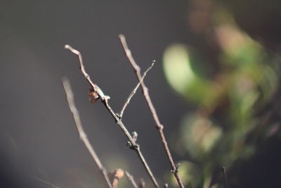 Close-up of dead plant