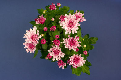 Pink chrysanthemum flowers on dark purple background.