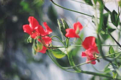 Close-up of red flower