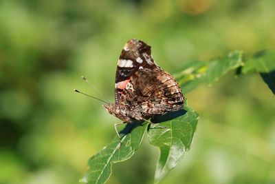 Close-up of butterfly on plant