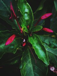 Close-up of leaves