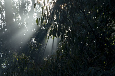 Low angle view of sunlight streaming through trees in forest