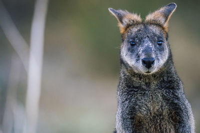 Portrait of a swamp wallaby kangaroo