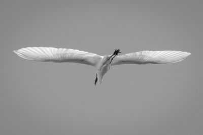 Low angle view of bird flying against clear sky