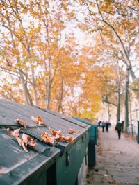 Close-up of autumn leaves on tree