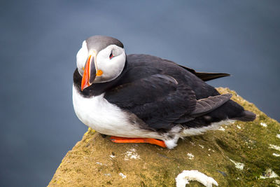 Close-up of bird perching on rock