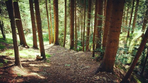 Trees in forest