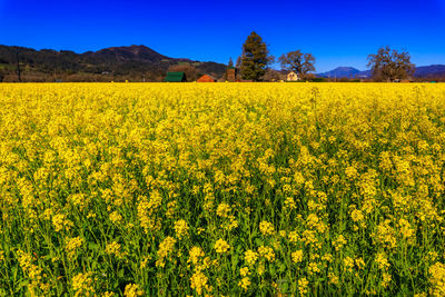 Scenic view of oilseed rape field against sky