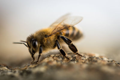 Close-up of insect on rock