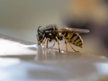 Close-up of fly